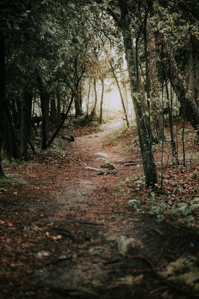 dirtpath绿树之间

